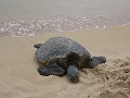 14 Turtle Beach